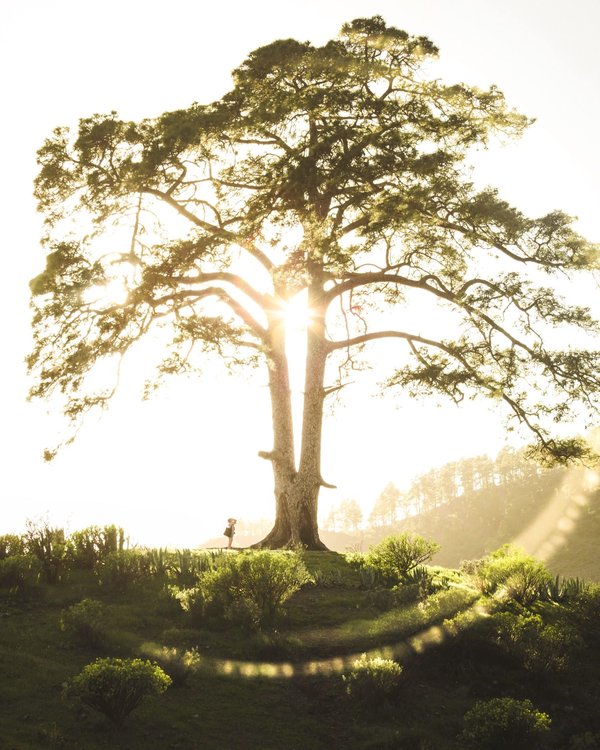 les combattants légendaires de l'histoire du MMA